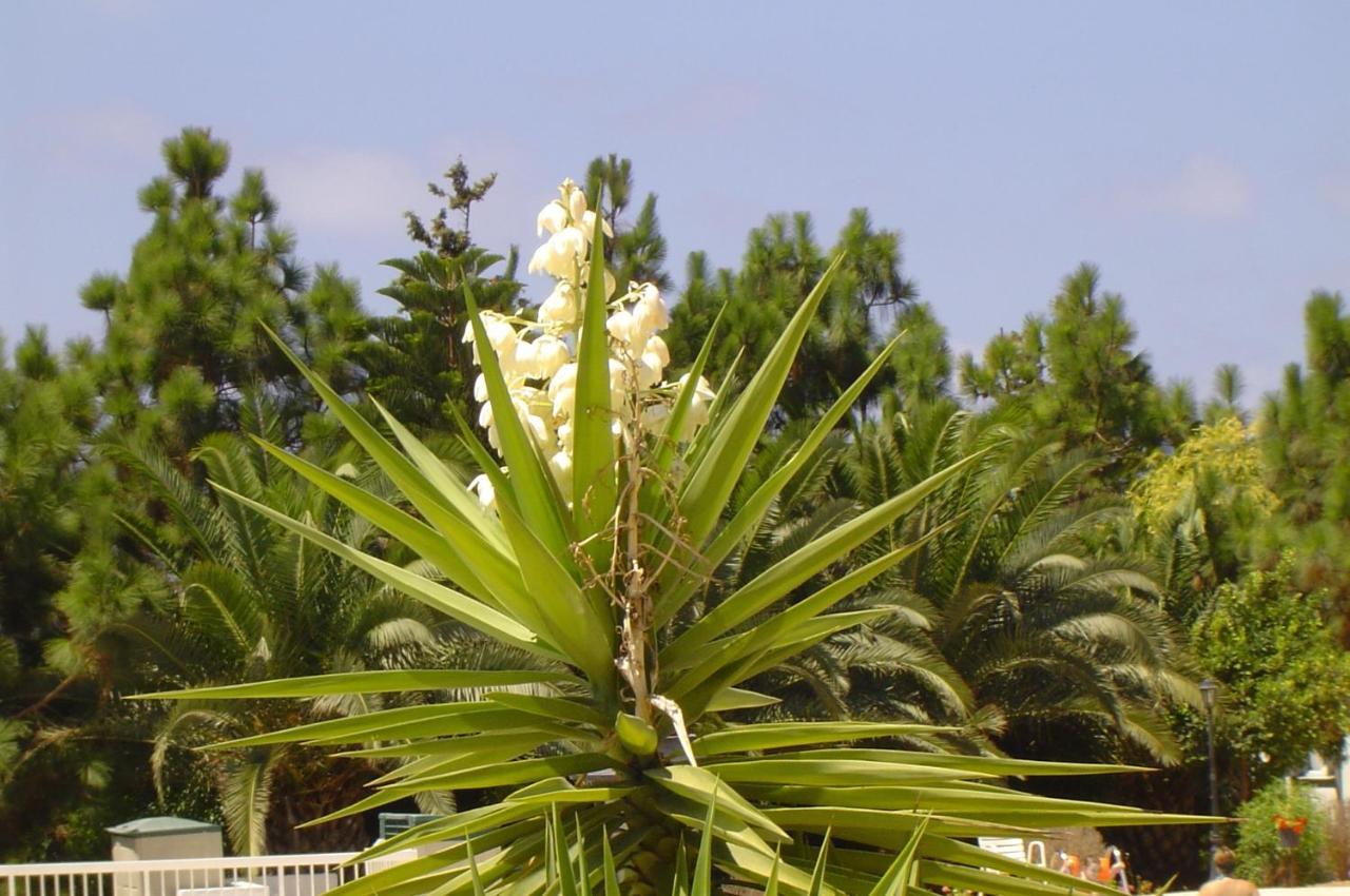 Ikaria Village-Ground Floor Apartment No 4 Klorakas Exterior foto